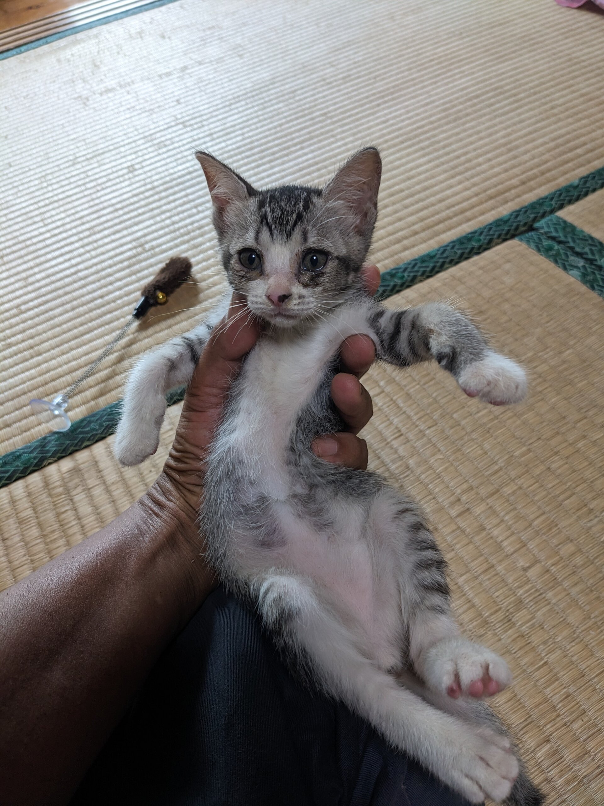 生後1ヶ月半前後の子猫