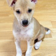 香川県【保健所レスキュー】小柄なアーモンドくん