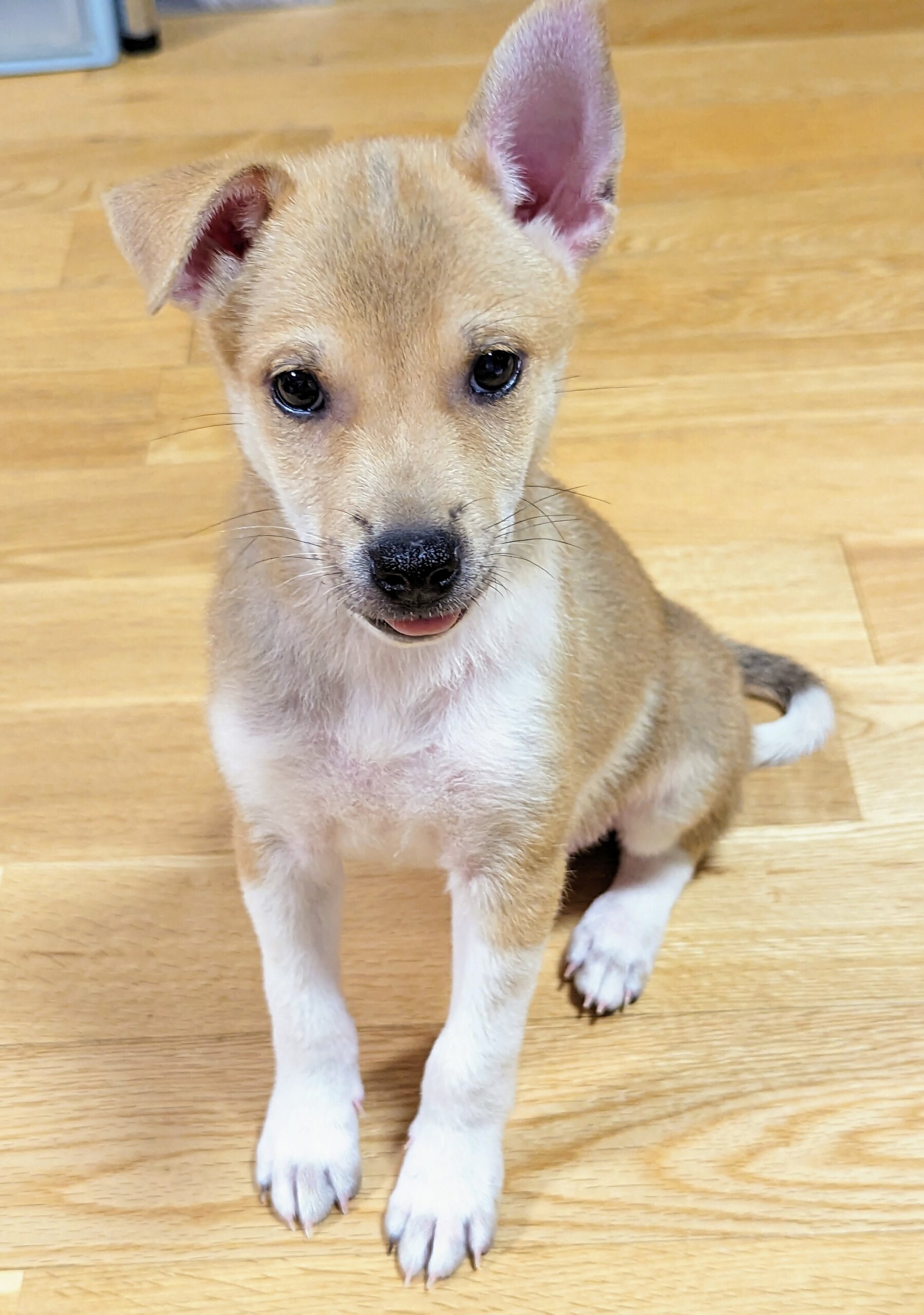 香川県【保健所レスキュー】小柄なアーモンドくん