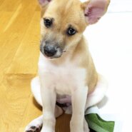 香川県【保健所レスキュー】小柄なくるみちゃん