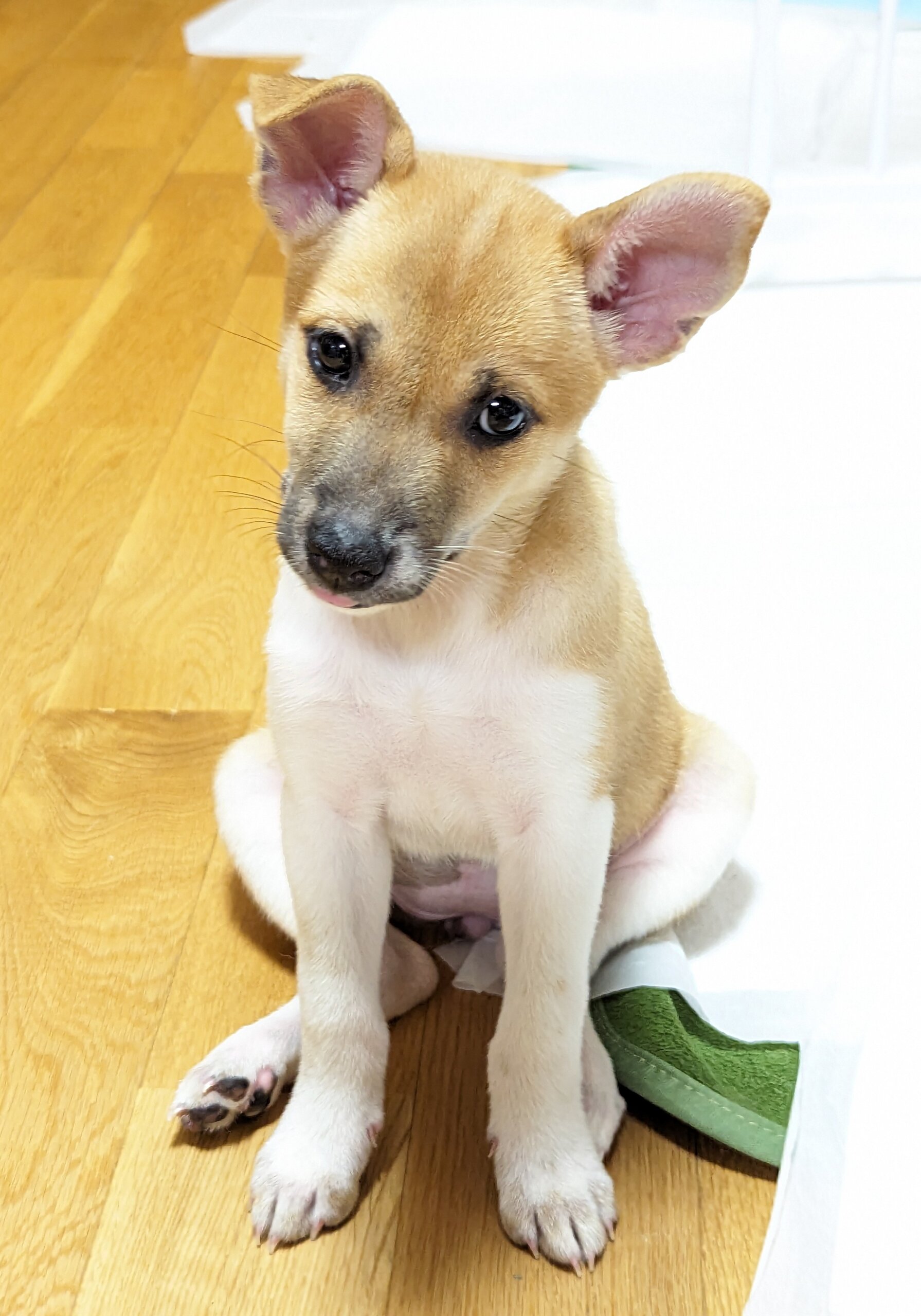 香川県【保健所レスキュー】小柄なくるみちゃん