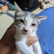 1ヶ月半　子猫