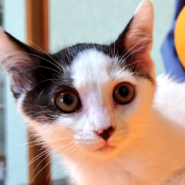 ４兄妹の紅一点・“しほ” ちゃん　３ヵ月半