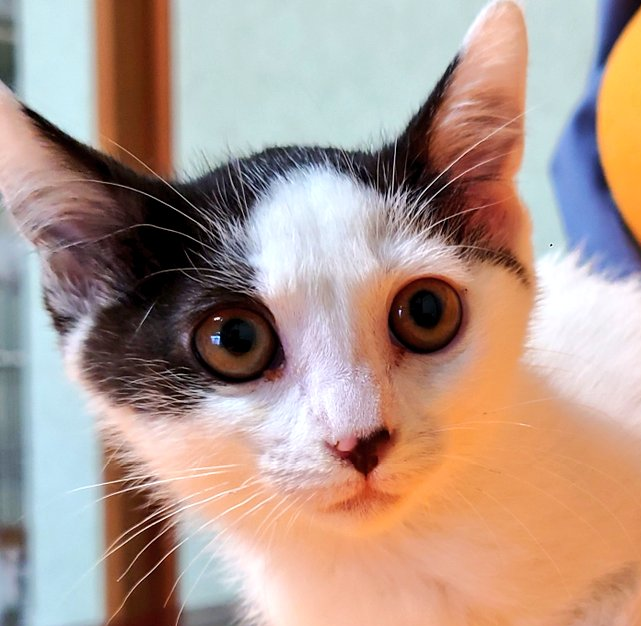 ４兄妹の紅一点・“しほ” ちゃん　３ヵ月半