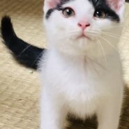 乳牛模様の・“ミール” 君 ３ヵ月