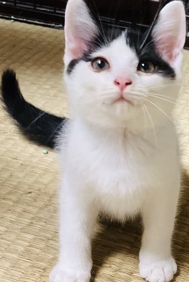 乳牛模様の・“ミール” 君 ３ヵ月