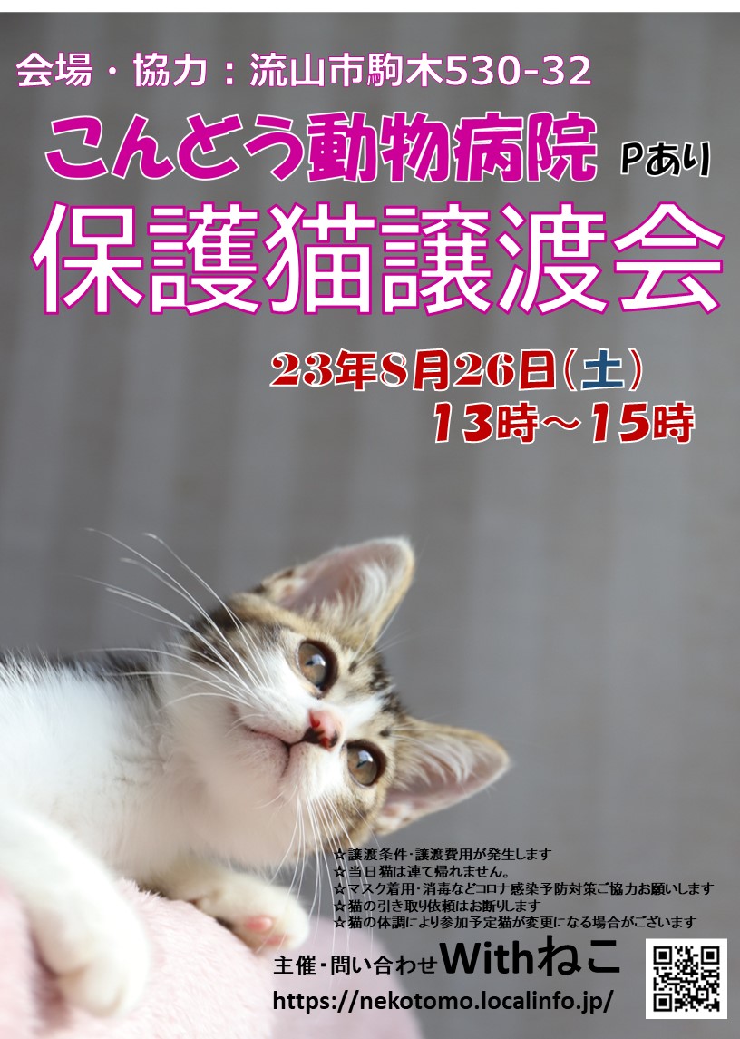 【流山市】8/26（土）こんどう動物病院保護猫譲渡会