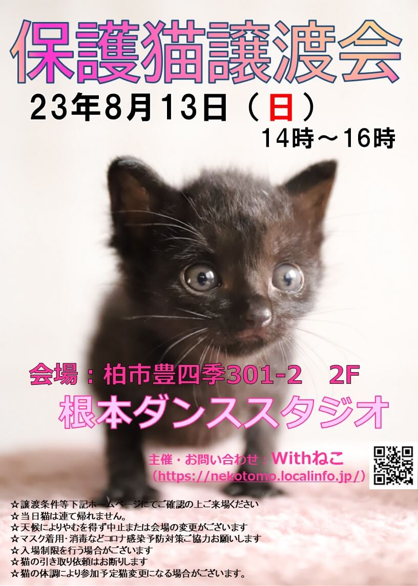 【柏市】８/13（日）根本ダンススタジオ保護猫譲渡会