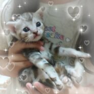 アメリカンショートヘア子猫★３匹