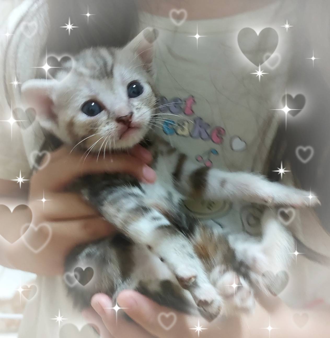 アメリカンショートヘア子猫★３匹