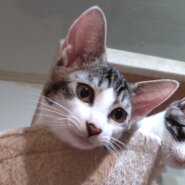 ピタッとひっついてくる甘えん坊さん（生後6カ月）