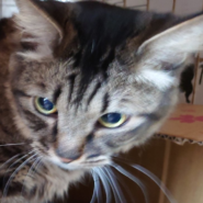 １０才だけど甘えたい ♥ ラスクちゃん