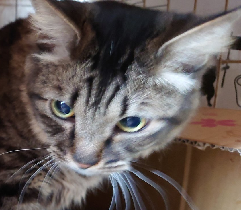 １０才だけど甘えたい ♥ ラスクちゃん