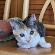 人が大好き！三毛猫 4ヵ月