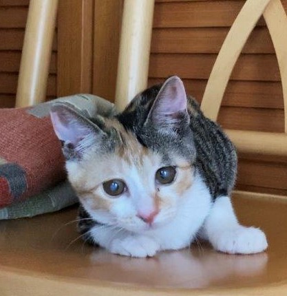 人が大好き！三毛猫 4ヵ月