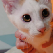 甘えん坊兄妹の長男坊・と～ま君・４ヵ月