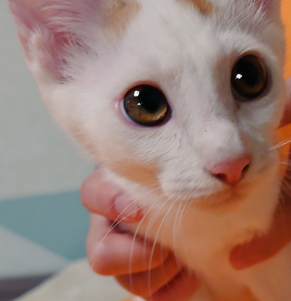 甘えん坊兄妹の長男坊・と～ま君・４ヵ月