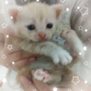 スコティッシュフォールド子猫★２匹