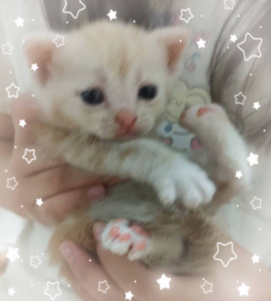 スコティッシュフォールド子猫★２匹