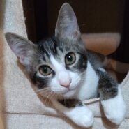 ほっぺの模様がカッコいい無邪気な次男くん（生後7カ月）