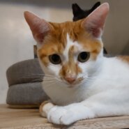 食いしん坊の元気印！野性味あふれる男の子