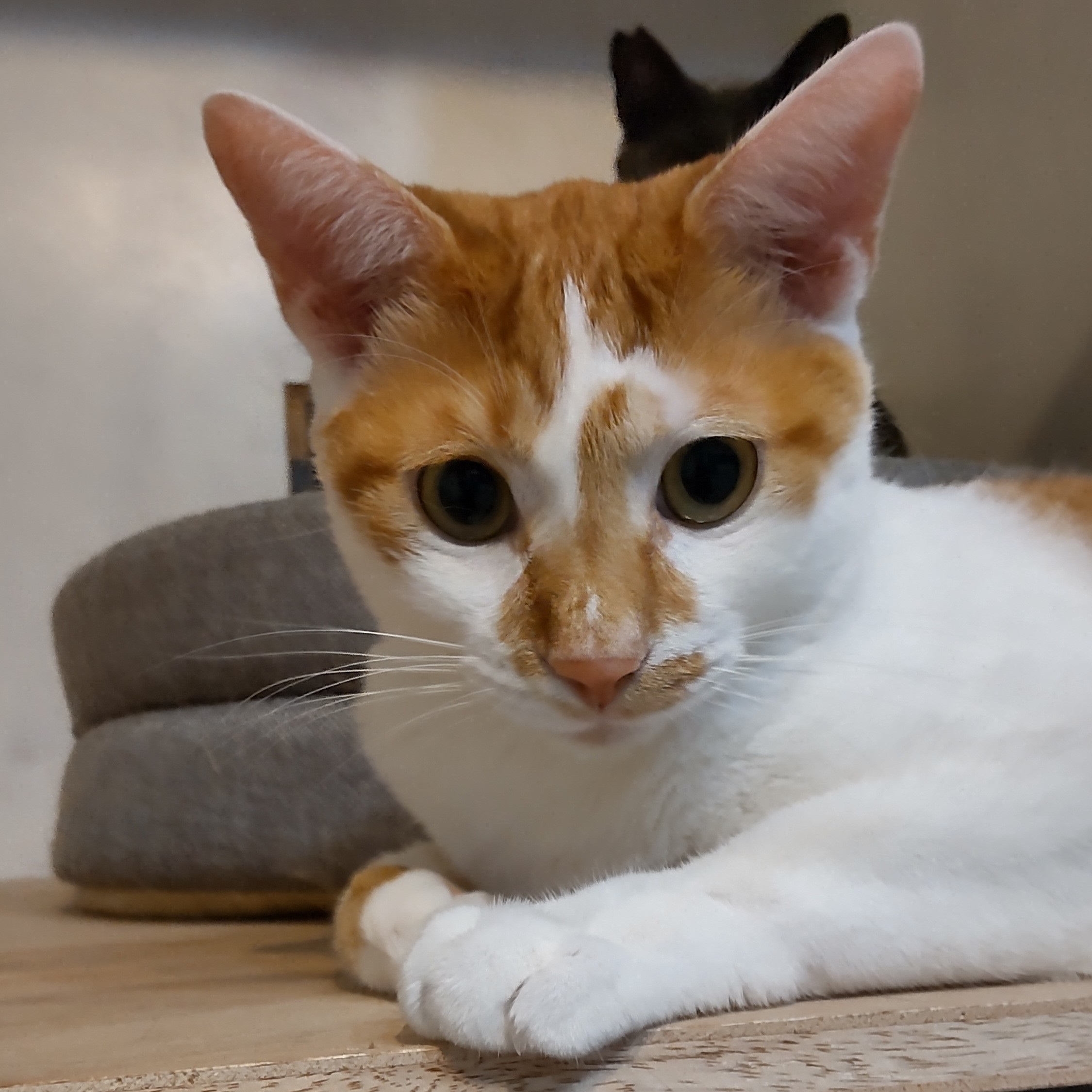 食いしん坊の元気印！野性味あふれる男の子