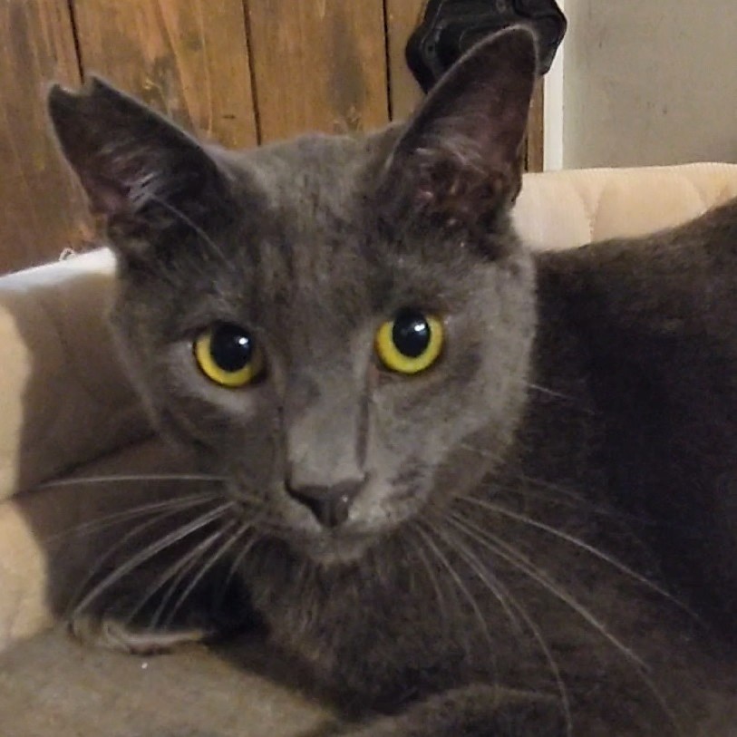 一見イケメン、よく見ると三枚目のグレーくん