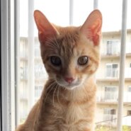 性格最高！茶トラ 4ヵ月