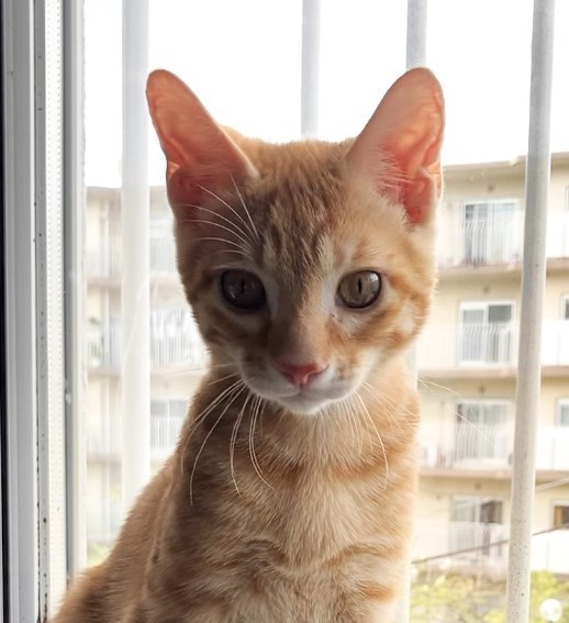 性格最高！茶トラ 4ヵ月