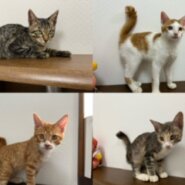 可愛い子猫たちの里親募集