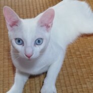 仲良し３兄弟のシロくん（男の子）