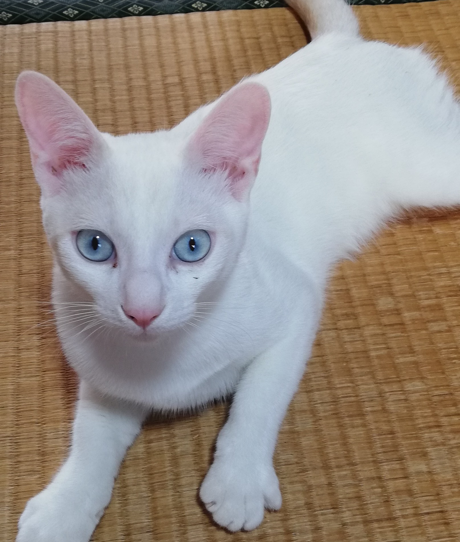 仲良し３兄弟のシロくん（男の子）