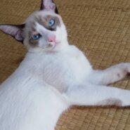 仲良し３兄弟のシャム柄くん（男の子）