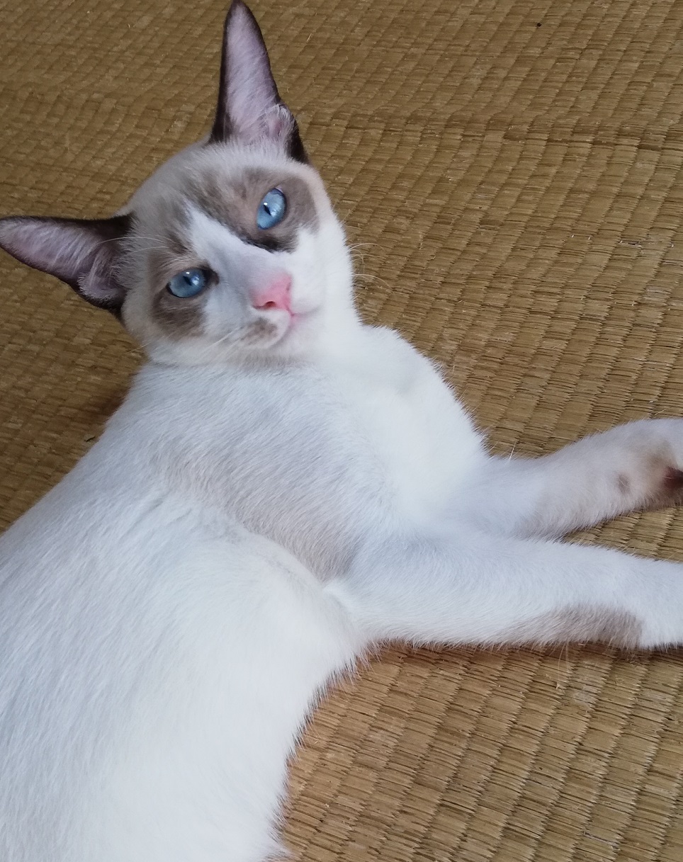 仲良し３兄弟のシャム柄くん（男の子）