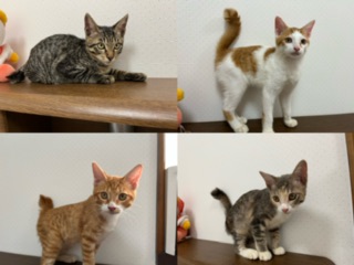 可愛い子猫たちの里親募集