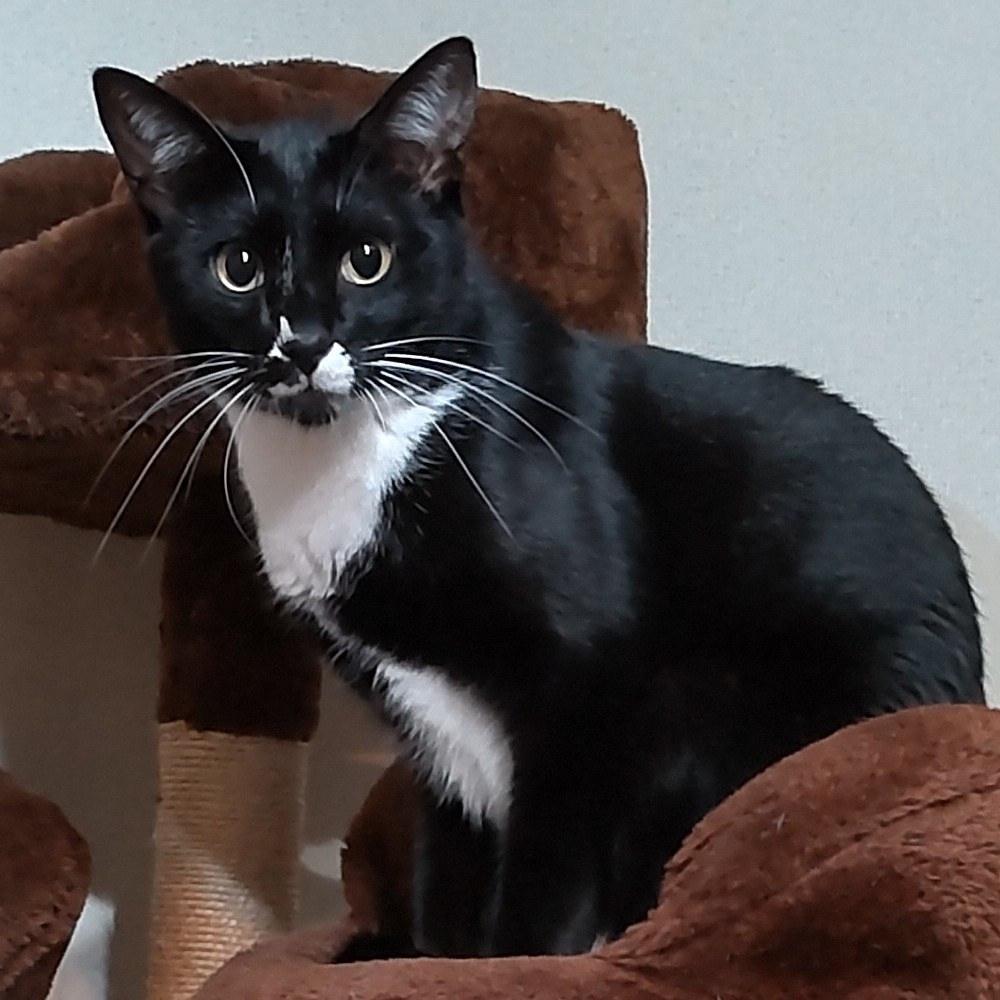 毛並みつやつやピカピカ！フリルブラウスの王子様