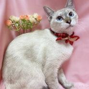 ブルーアイのシャムＭＩＸ『パールちゃん』１歳