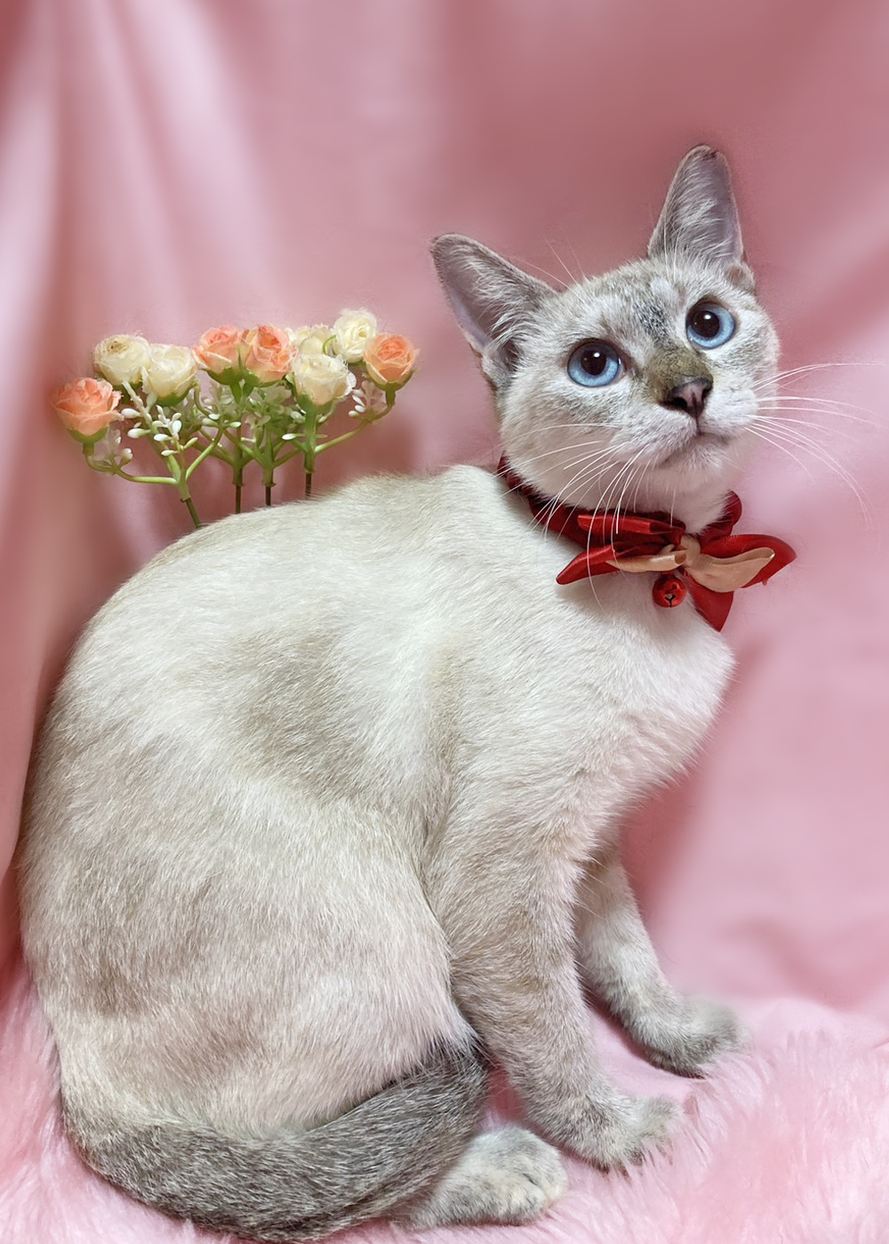 ブルーアイのシャムＭＩＸ『パールちゃん』１歳