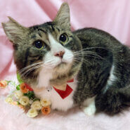 ノルウェージャン風！６キロ超えの大型猫『ロキ』