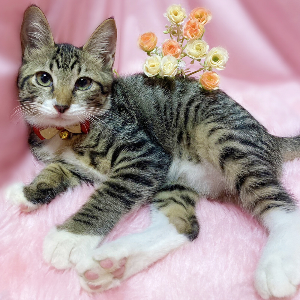 抱っこ大好き♪超甘えん坊の子猫『はぐ君』