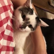 人馴れ抜群で甘えん坊の白キジの珠ちゃん！