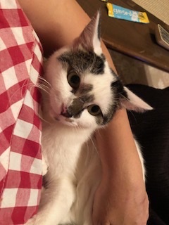 人馴れ抜群で甘えん坊の白キジの珠ちゃん！