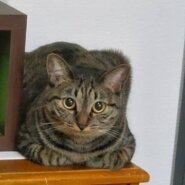 むぎ・小柄でまん丸、落ち着いた女の子