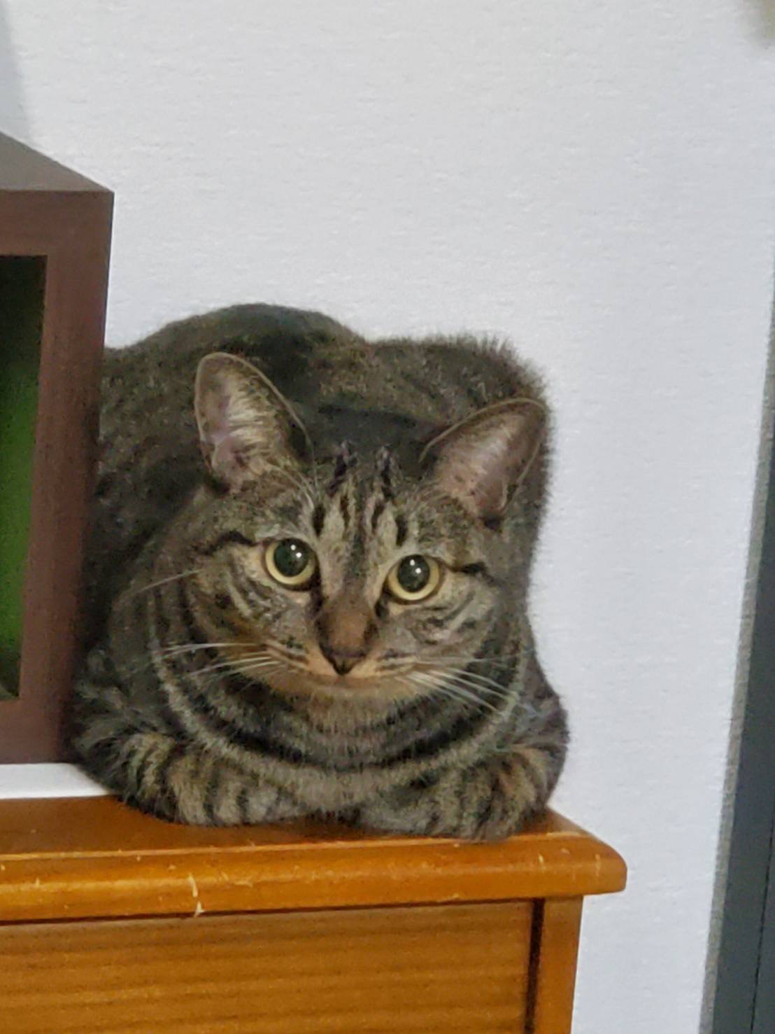 むぎ・小柄でまん丸、落ち着いた女の子