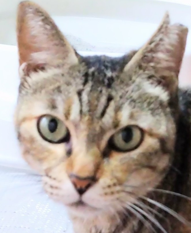 人懐っこい デレデレ 甘えん坊