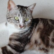 アメショ風のおしゃべり猫⑤