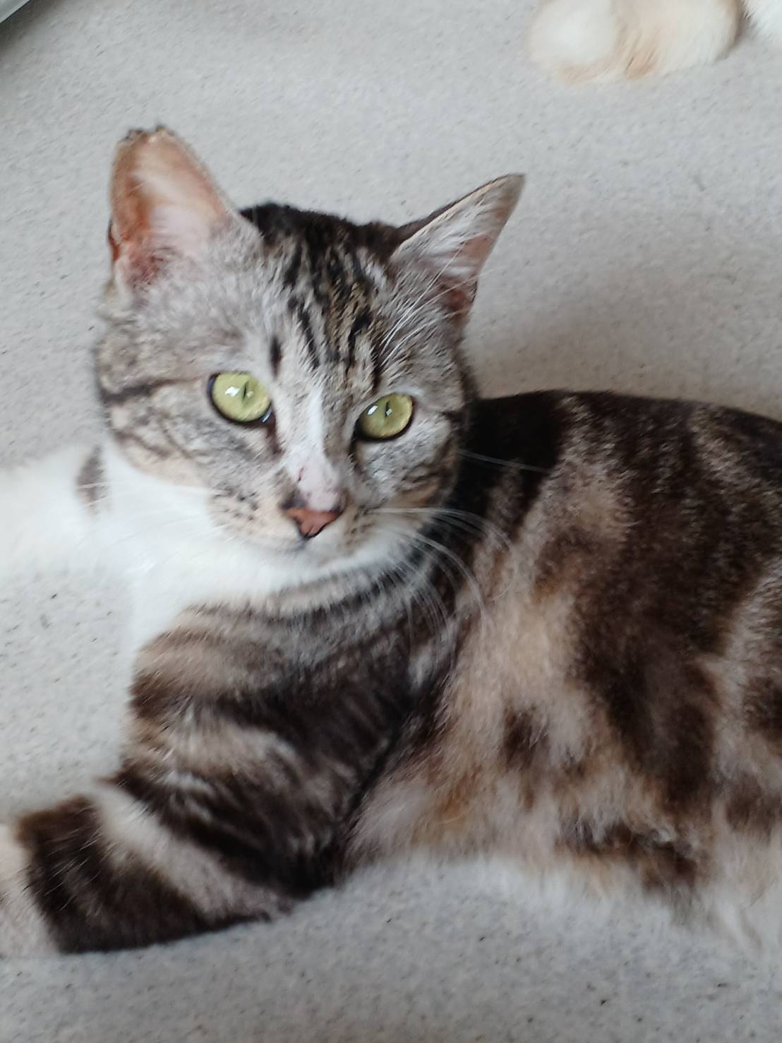 アメショ風のおしゃべり猫⑤