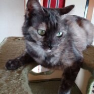 控えめなサビ猫さん➅