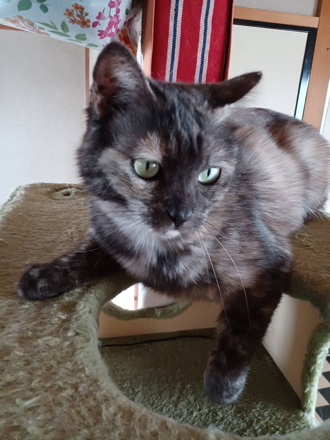 控えめなサビ猫さん➅