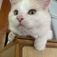 モフモフおじさん①